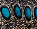 Palawan Peacock Pheasant Feather Design