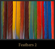 Feathers2