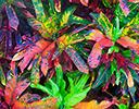 Croton leaves in variety of colors