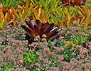 Bromeliad plantings