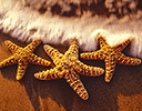 Surf approaching trio of starfish