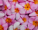 Plumeria tropical flower