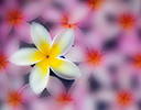 Plumeria tropical flower