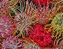 Protea tropical flower