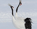 Hokkaido Japan Winter, Red Crowned Crane