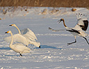 Hokkaido Japan Winter, Red Crowned Crane Chasing Whooping Swans