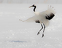 Hokkaido Japan Winter, Red Crowned Crane