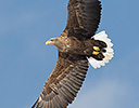 White-tailed Eagle Flying overhead, Hokkaido Japan Winter