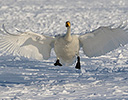 Whooper Swan coming in for landing Hokkaido Japan Winter