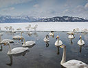 Whooper Swans  Lake Mashuko, Hokkaido Japan Winter