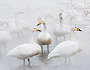 Whooper Swans  Lake Mashuko, Hokkaido Japan Winter