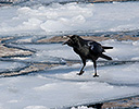 Crow on Pancake Ice, Hokkaido Japan Winter