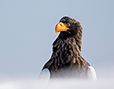 Steller's Sea Eagle, Rausu Hokkaido Japan Winter
