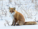 Japan Winter and Red Fox Hokkaido
