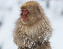 Japan Winter and Snow Monkeys