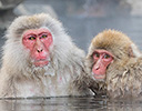 Japan Winter and Snow Monkeys