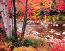 Swift River in White Mountains New Hampshire Autumn Time Color