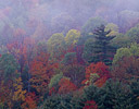 Fog rising and Autumn Colors Hardwood Forest of Burke Mt. Vermont
