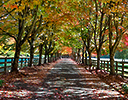Autumn tree lined lane, North Bend WA