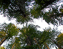 Redwoods Del Norte Redwoods State Park, CA