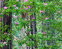 Redwoods and Rhododendron, Del Norte Redwoods State Park