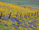 Fenceline with Lupine and Balsamroot Columbia Hills State Park, WA