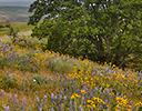 Lone Oak with Lupine and Balsamroot Columbia Hills State Park, WA