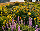 Lupine and Balsamroot with Columbia River as backdrop Tom McCall Preserve, Rowena OR