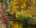 Fall colors along Swauk Creek, WA
