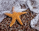 Starfish on glass sandy beach, Kauai Hawaii