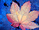 Fall colored vine maple leaf on oil covered water