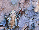Tree frog on Ponderosa Pine, Yosemite NP California