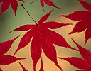 Fall color Japanese Maple leaves in red, Sammamish, Washington