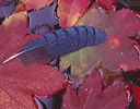 Stellar Jay Feather on fallen Vine Maple Leaves, Sammamish Washington