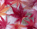 Frozen in water Japanese Maple Leaves Autumn, Sammamish Washington