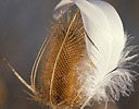 Teasel and Snow Goose Feather, Sacramento N.W.R., California