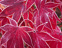 Autumn colored Blood Good Japanese Maple Tree with frost rimming leaves, Sammamish Washington