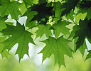 Sugar Maple Leaves in Springtime Green, Great Smokey Mountains, TN
