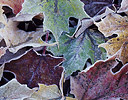 Fall Sugar Maple leaves frosted on ground in Vermont