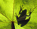 Pacific Tree Frog Silhouette on Big Leaf Maple Leaf, Sammamish Washington