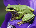 Pacific Tree Frog on Siberian Iris, Sammamish, Washington
