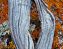 Lichen and fallen branch, Alabama Hills Eastern Sierra California