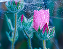 Geranium surronded by dew laden spider web