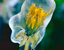 Dandelion bloom covered in ice