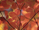 Looking up into Fall colors of Dogwood