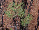 Ponderosa pine and seedling, Oregon