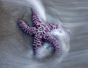 Purple Starfish along Bandon Beach, Oregon Coast