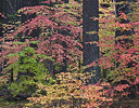 Dogwood Autumn Colors and Fir trees, Southern Oregon