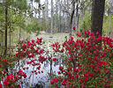 Cypress Garden and spring Azeleas in bloom, South Carolina