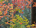 Silver Falls State Park, Oregon Autumn colors